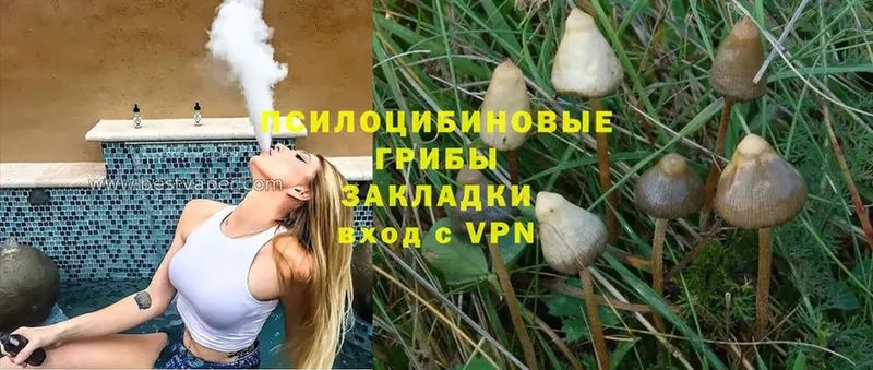 хочу наркоту  Тосно  Галлюциногенные грибы MAGIC MUSHROOMS 